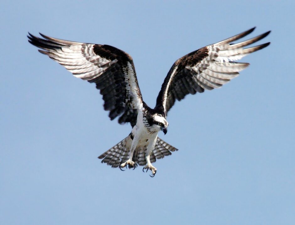 鳥、鳥の目